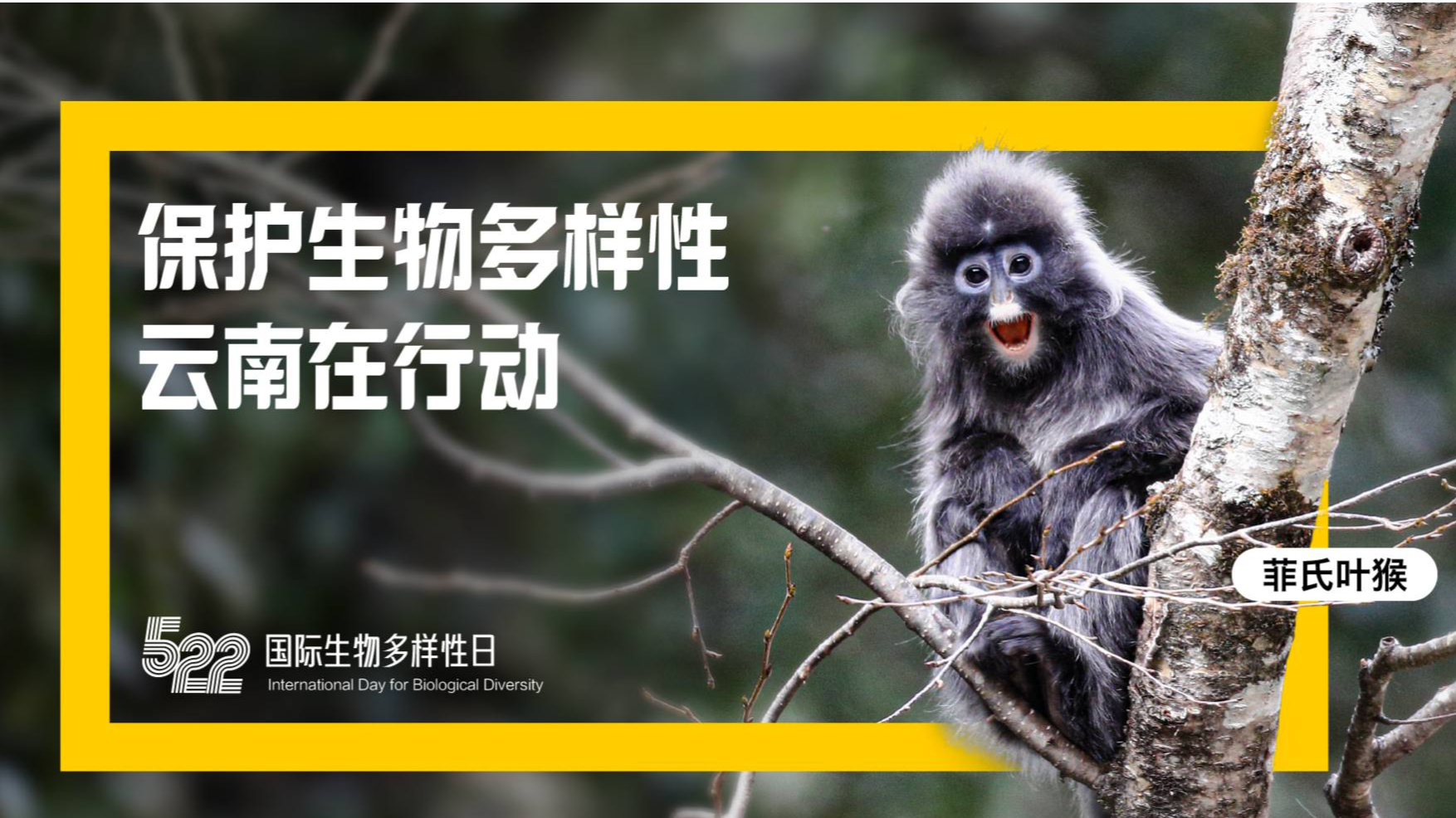 5·22国际生物多样性日|保护生物多样性云南在行动